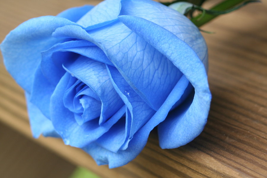 cách làm hoa hồng xanh